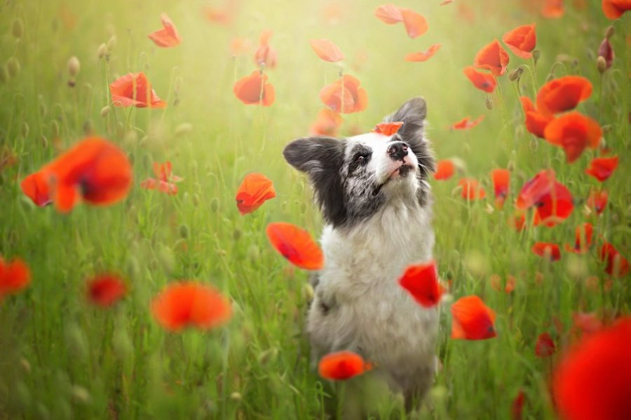 A dog in a field among poppies. Photographer Alicia Zmyslovska