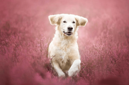 The dog runs through the flower field. Photographer Alicia Zmyslovska