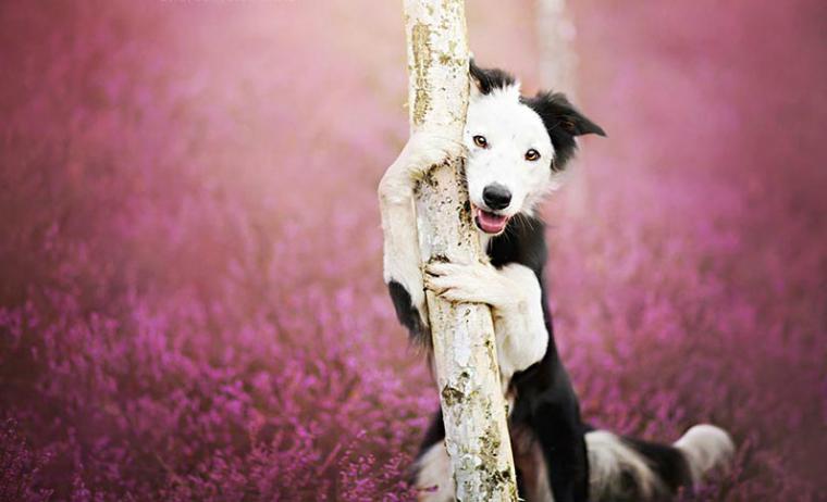 The dog hugged a tree. Photographer Alicia Zmyslovska
