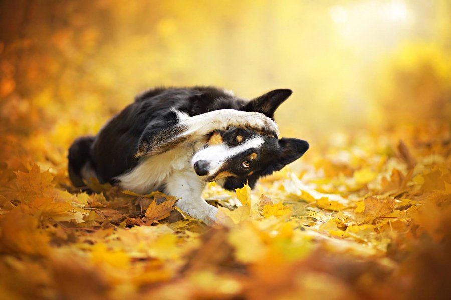 The dog frolics in the yellow leaves. Photographer Alicia Zmyslovsk