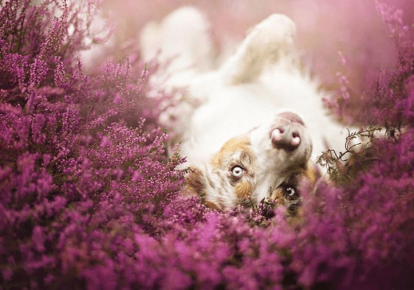 A dog among wildflowers. Photographer Alicia Zmyslovska