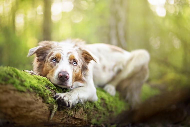 The dog is resting on an old tree. Photographer Alicia Zmyslovska
