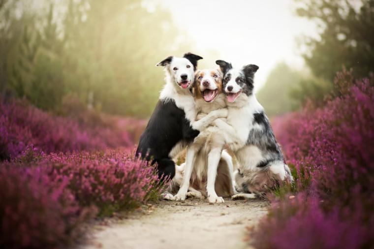 Three dogs in flowers. Photographer Alicia Zmyslovska