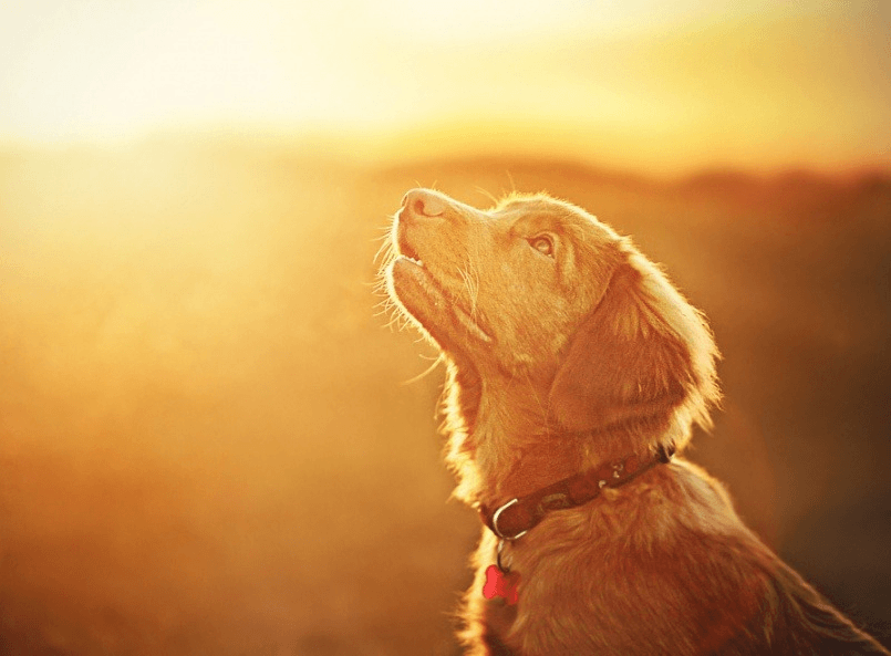 The dog sits in the rays of the setting sun. Photographer Alicia Zmyslovsk