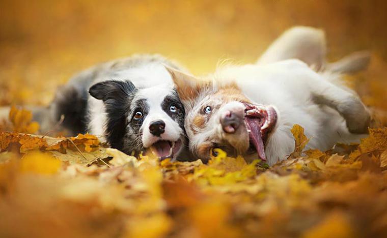 Puppies play in autumn leaves. Photographer Alicia Zmyslovska