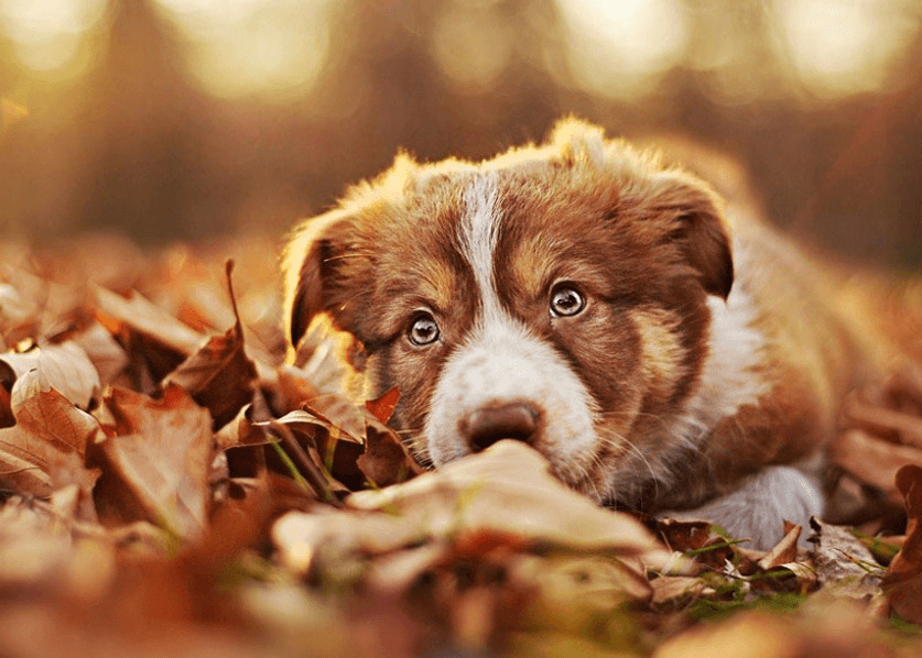 The puppy plays with autumn leaves. Photographer Alicia Zmyslovska
