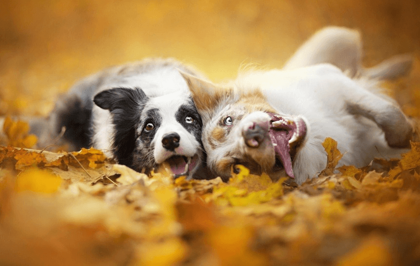 Puppies frolic in the autumn leaves. Photographer Alicia Zmyslovska