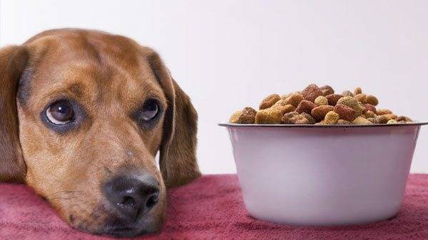 The dog does not eat with myositis