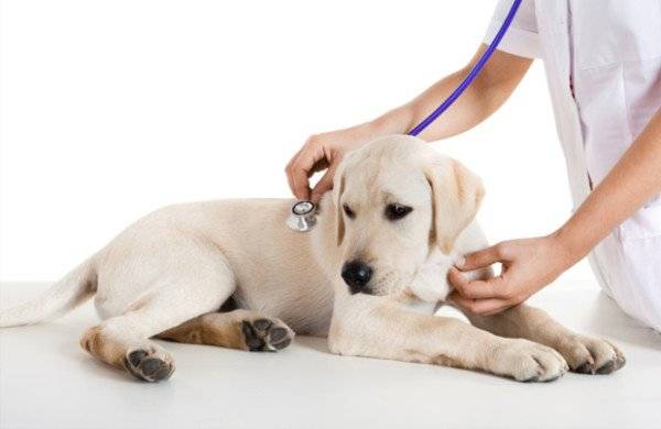 Rheumatic myositis in dogs