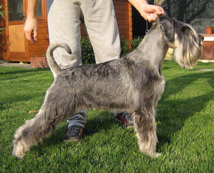 Mittelschnauzer - photo and video of the breed