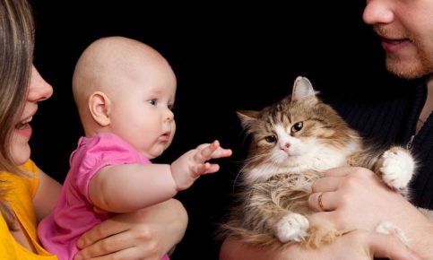 Baby reaches for the cat