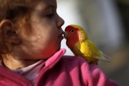 Girl kisses a parrot