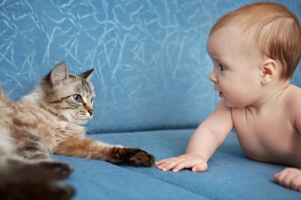 Baby is looking at the cat