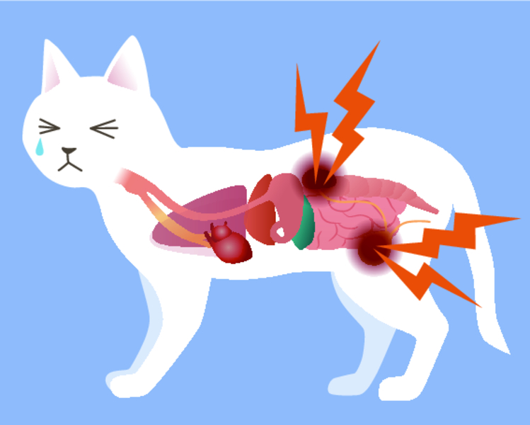 Urolithiasis in a cat: symptoms and treatment, reasons treatment