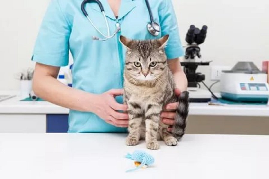Urolithiasis in a cat: symptoms and treatment, reasons treatment