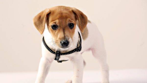 Jack Russell Terrier