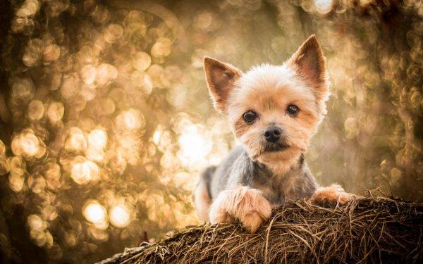 Yorkshire Terrier