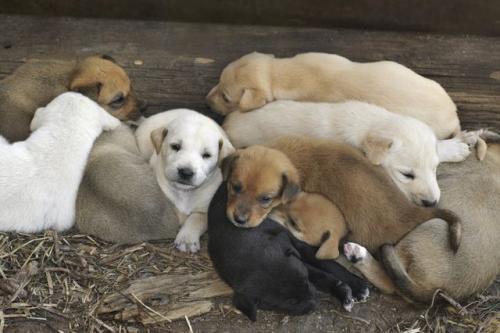Can puppies from different males