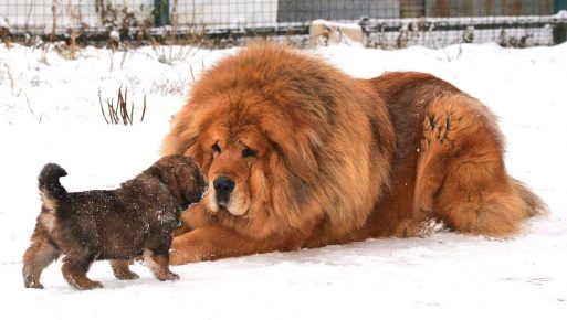 Tibetan mastiff with a puppy