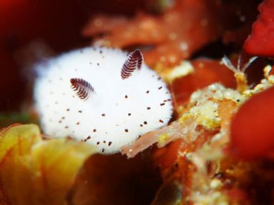 Slug like a cute bunny