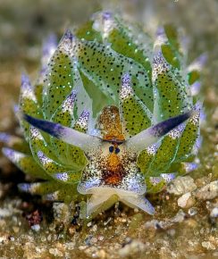 Mollusk sheep leaf
