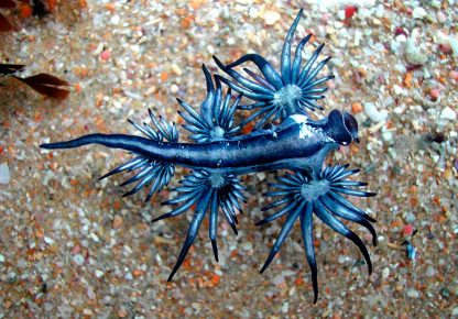 Blue Angel (Glaucus Atlanticus)