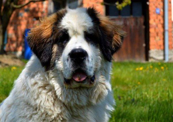 Beautiful Moscow guard dog