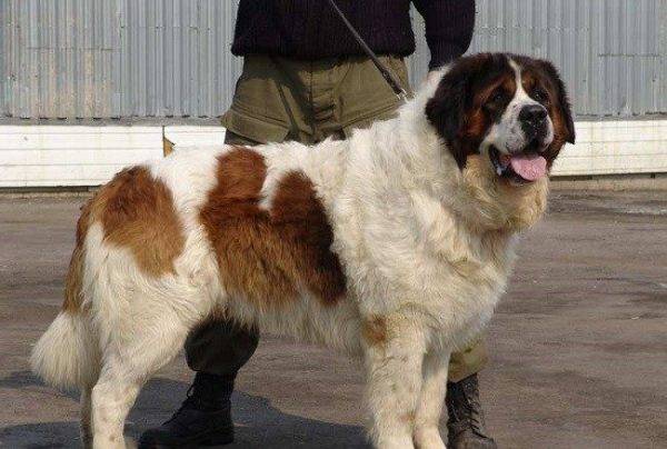 Moscow guard dog next to the owner