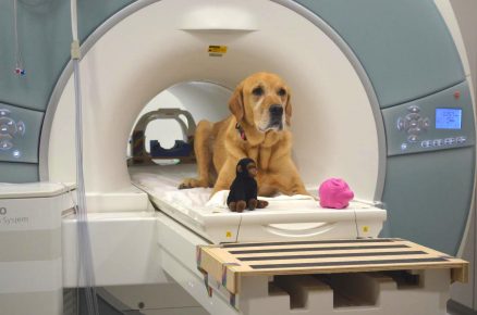MRI examination of the dog