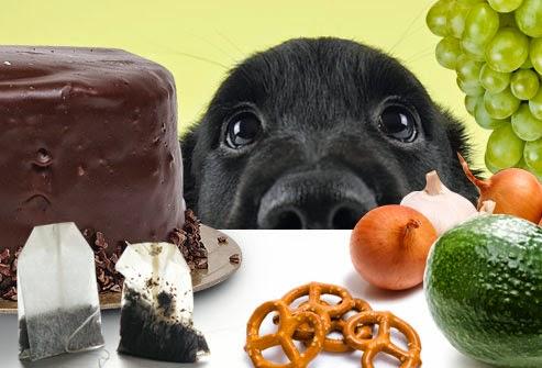 Can we accidentally harm a dog?