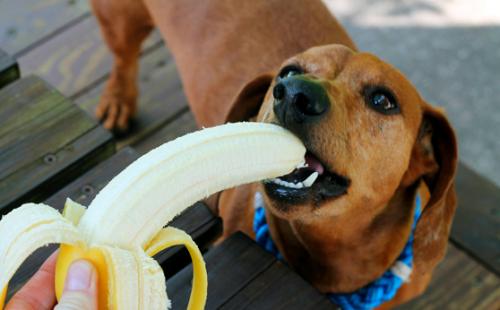 Can dogs have bananas?