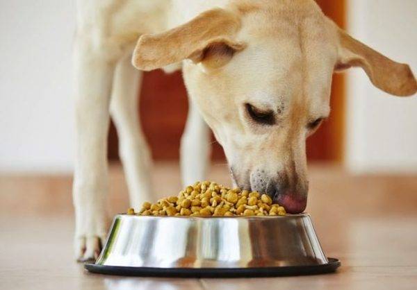 Is it possible and necessary to soak dry dog   food read the article