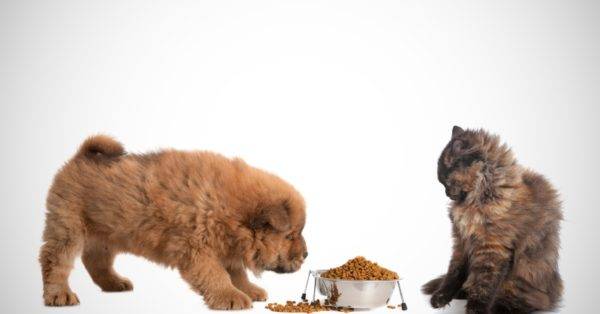 Is it possible to give a dog cat food read the article