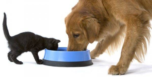 cat and dog eat