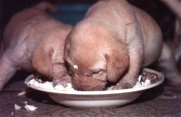 Is it possible for dogs to curd