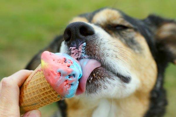 Can Dogs Be Sweet