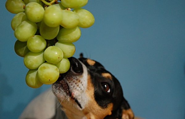 Can grapes be dangerous for dogs and is it dangerous to read the article