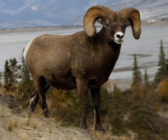 Mouflon - mountain sheep