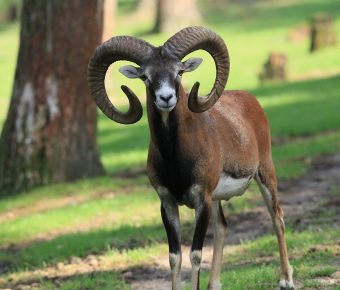 Crimean wild ram