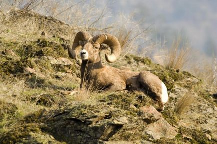Arkal, Asian mountain sheep