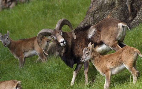 Mountain sheep group