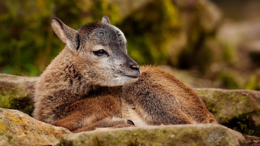 Newborn
