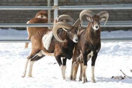 Wild ram in the aviary