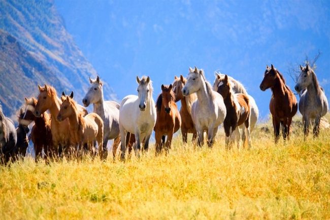 Wild Mustangs Live on the American Prairie - From Mexico to Texas