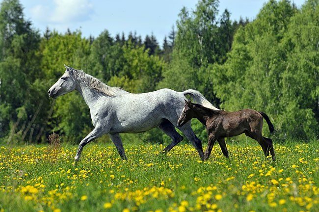 The wild mustang is freedom-loving and willful, but if he allowed himself to be caught and traveled, he will give loyalty and love as a reward. True, only if he respects the rider