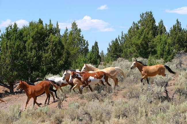 Some Indians still use the Mustangs as a means of transportation. By virtue of their incredible stamina, they are able to cover great distances.