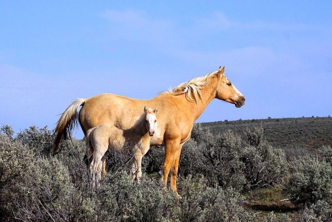 Mustang is a herbivore. In the wild, it eats grass, small bushes, leaves. On the prairies, there is not always enough vegetation. Horses sometimes travel up to hundreds of kilometers in search of food.