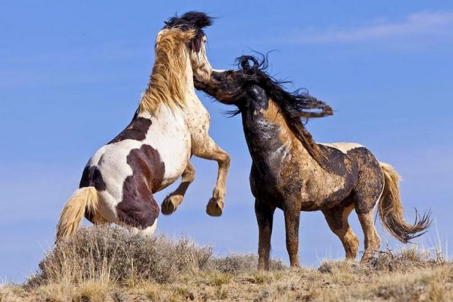 To conquer the female, the male has to fight with other contenders for her hooves. Such a custom among the mustangs does not allow the breed to become exhausted - only the strongest individuals are allowed to mating games