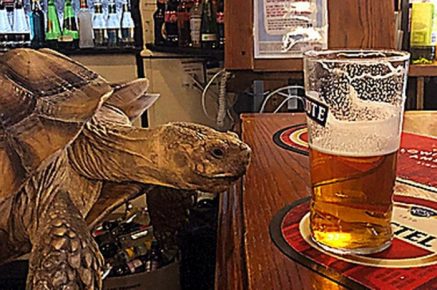 Turtle in the Pub