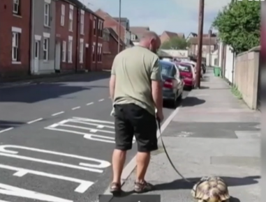 With a turtle on a leash